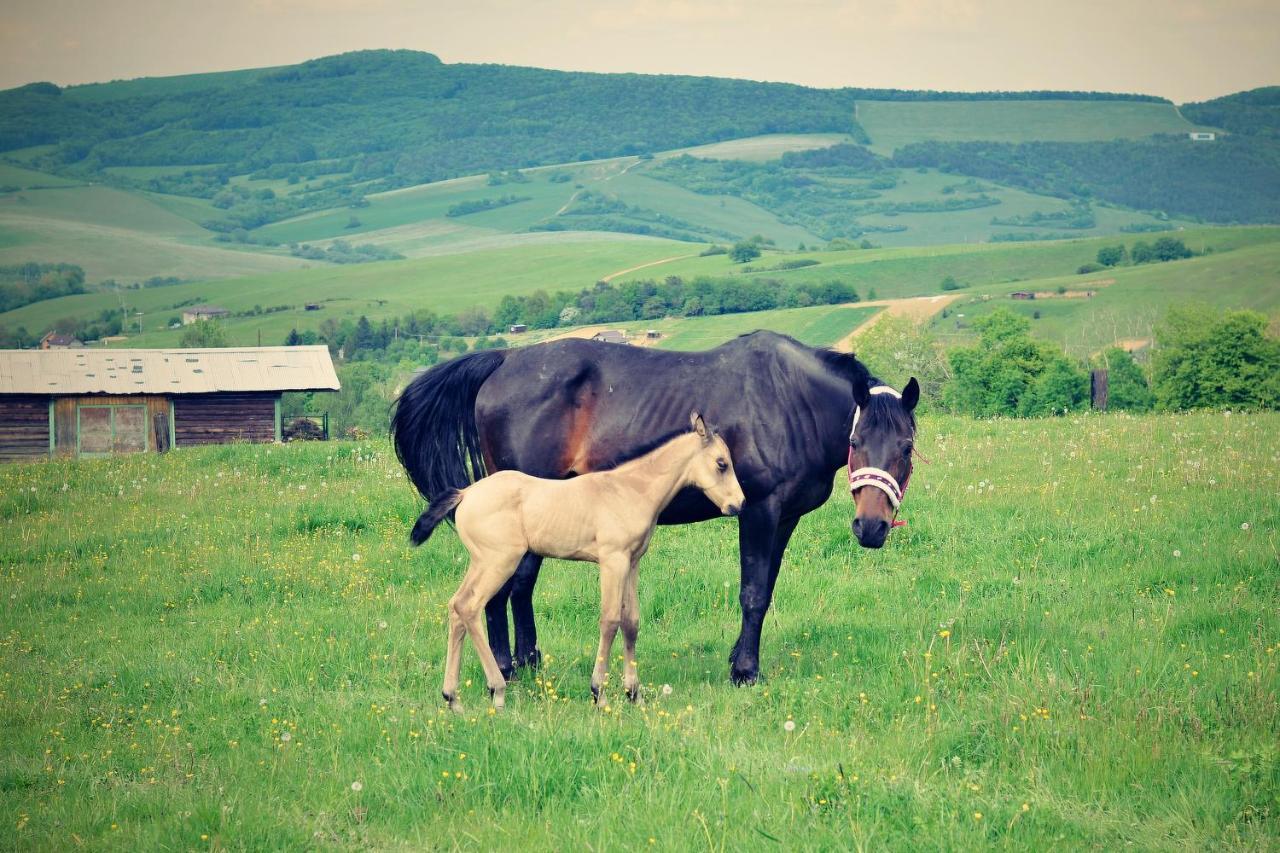 Chata Koniaren Vila Pavlovce Exterior foto